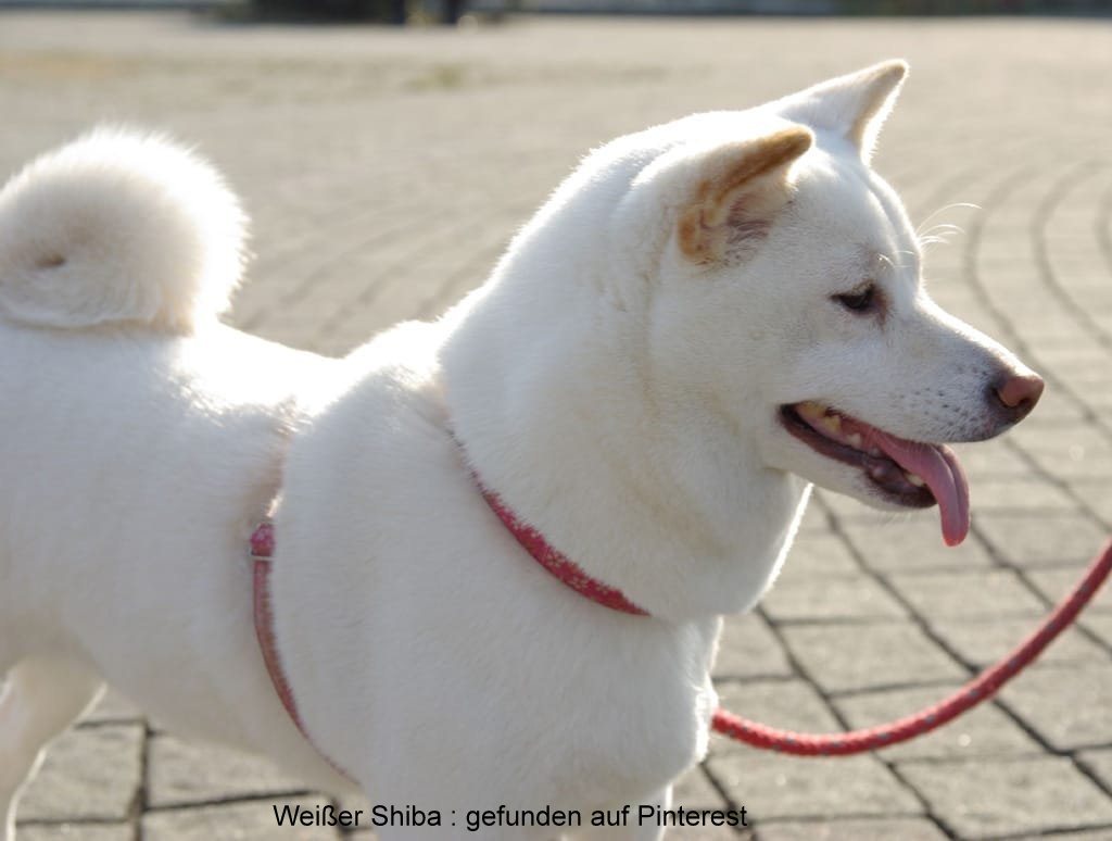 Shiba Inu Schwarz Weiß / Kugsha Dog Info, History ...